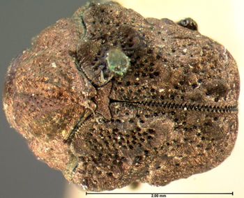 Media type: image; Entomology 9337   Aspect: habitus dorsal view